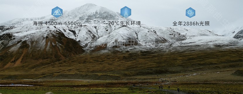 為什么說(shuō)西藏那曲的冬蟲(chóng)夏草，是品質(zhì)最好的蟲(chóng)草！