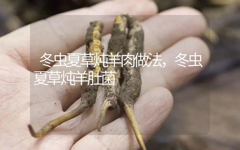 冬蟲夏草燉羊肉做法，冬蟲夏草燉羊肚菌