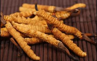 新鮮冬蟲(chóng)夏草怎么保存？