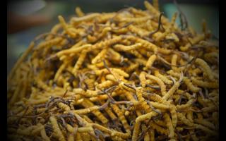 各個(gè)產(chǎn)地的冬蟲(chóng)夏草都有何區(qū)別！