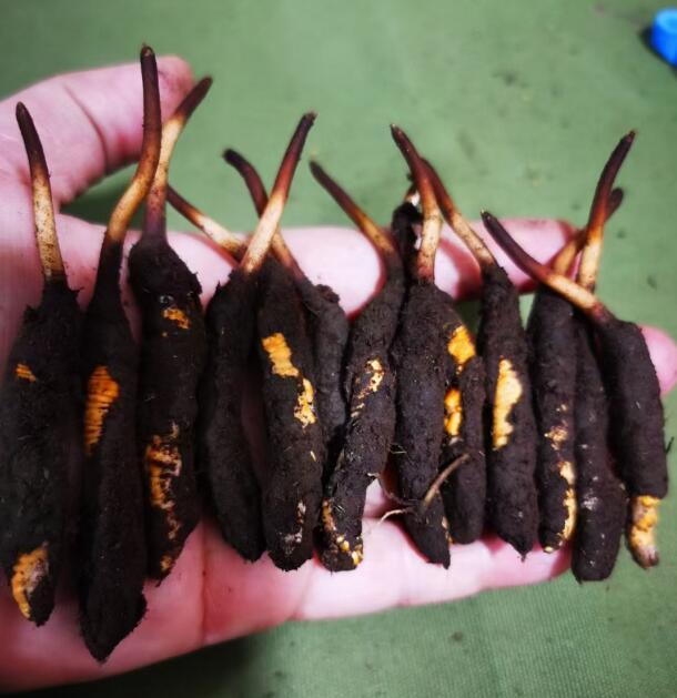 為什么冬蟲夏草都長在喜馬拉雅山周圍？