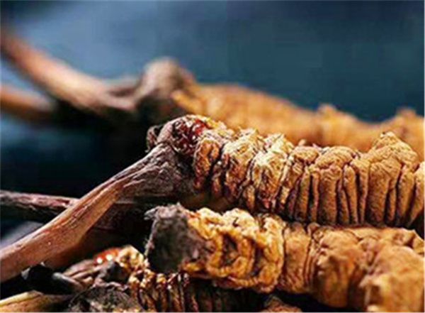 冬蟲(chóng)夏草和魷魚(yú)卷搭配一起的3種吃法