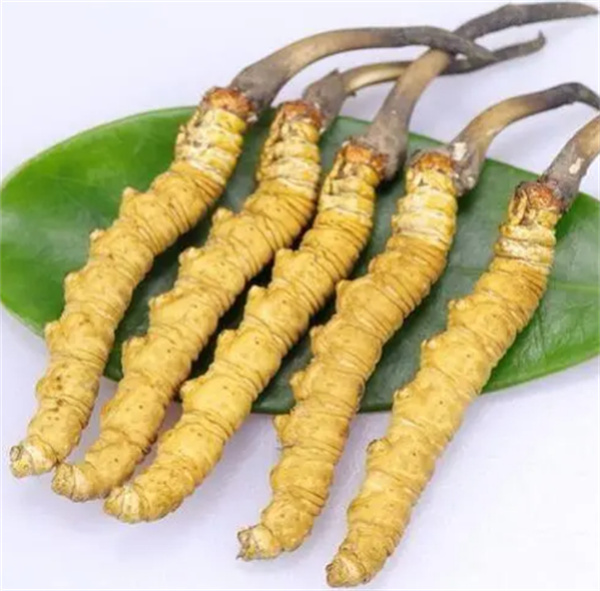 冬蟲夏草補腎的正確使用方法