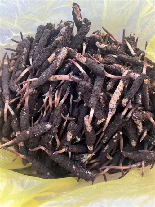 蟲夏草有花嗎？冬蟲夏草是一種特殊的真菌不具備開花的能力