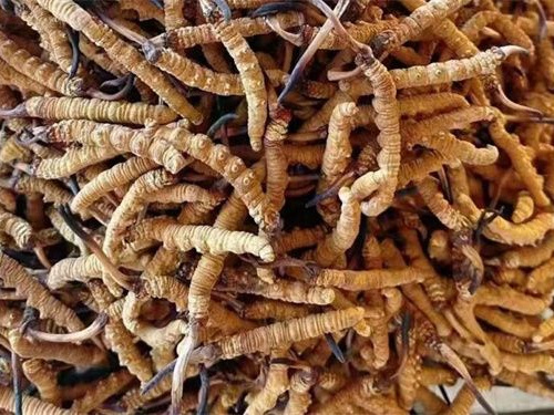 冬蟲夏草能預(yù)防腦梗嗎？某些成分可能對(duì)血管健康有益處