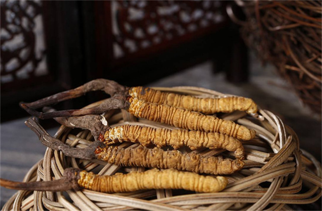冬蟲夏草的真實(shí)價(jià)格是多少？冬蟲夏草的市場(chǎng)行情