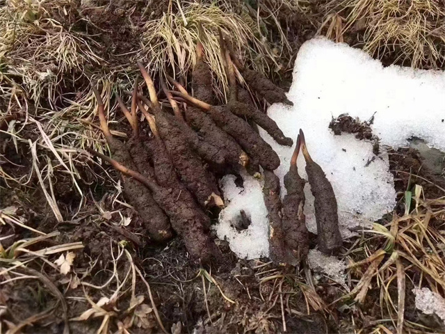 冬蟲夏草只生長在雪山嗎？雪山是冬蟲夏草的主要生長地