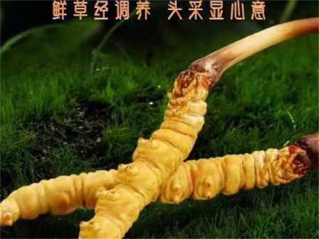 冬蟲夏草中的抗癌物質(zhì)有哪些？這3類成分可能具有抗癌作用