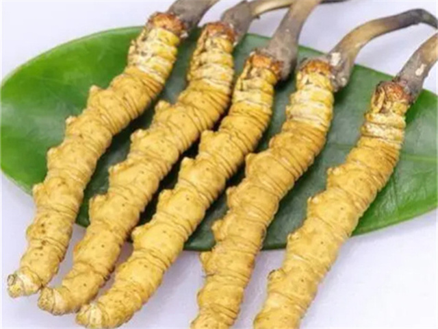 冬蟲夏草泡酒需要多少？一瓶好酒的制作秘訣揭秘