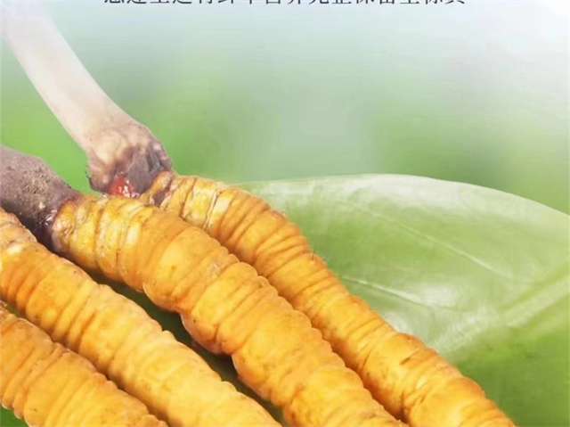 冬蟲(chóng)夏草磨粉怎么吃？專(zhuān)家教你正確食用方法