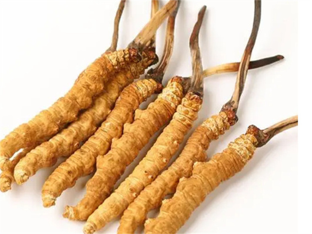 孕期飲食禁忌：為什么懷孕不能吃冬蟲(chóng)夏草？