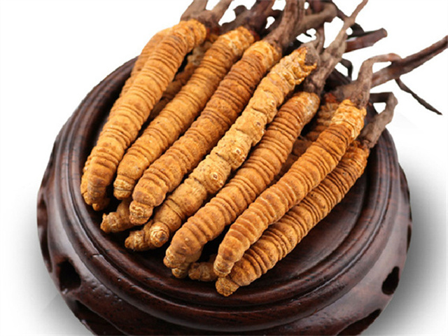 東北也有冬蟲(chóng)夏草嗎？東北已發(fā)現(xiàn)與冬蟲(chóng)夏草相似的菌種