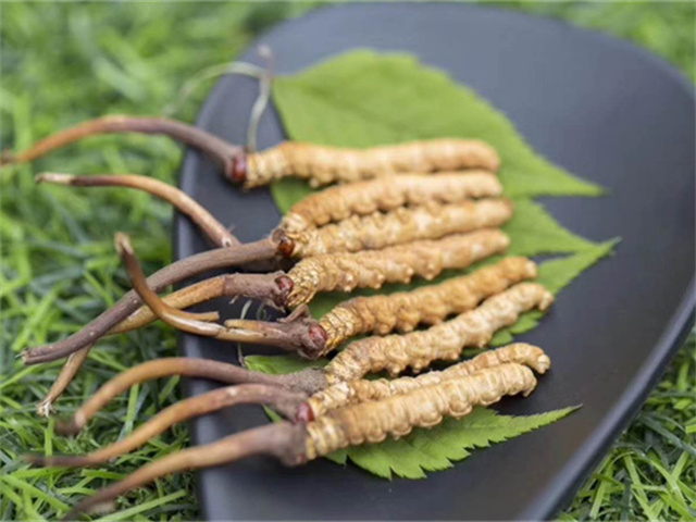 冬蟲夏草有花嗎？冬蟲夏草沒有傳統(tǒng)意義上的花
