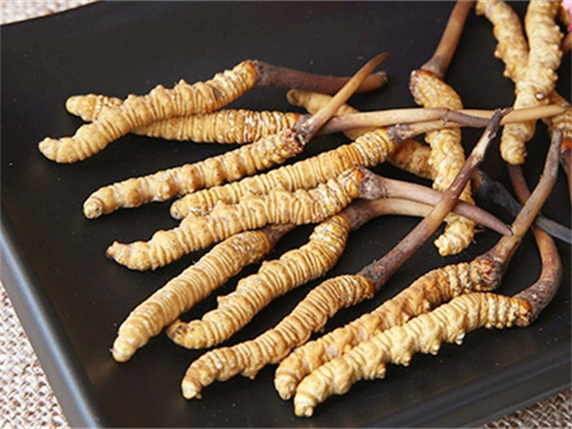 冬蟲夏草怎樣保存才好？冬蟲夏草的保存條件