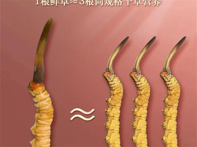 冬蟲夏草磨粉后怎么吃？5種吃冬蟲夏草粉的方法