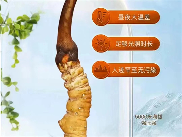 冬蟲(chóng)夏草的性狀特征有哪些？冬蟲(chóng)夏草4方面的性狀特征詳解