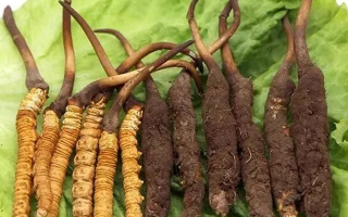 冬蟲(chóng)夏草鮮草與干草：各有千秋的滋補(bǔ)之選
