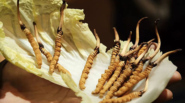 冬蟲夏草：干草與鮮草的終極對(duì)比，哪種更適合你？