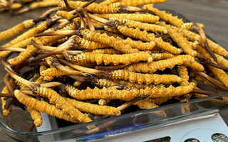 冬蟲(chóng)夏草鮮草的黃金食用期，你知道嗎？