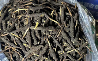 冬蟲(chóng)夏草可以吃鮮的嗎？一文為你揭秘