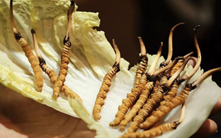冬蟲(chóng)夏草：鮮草與干草誰(shuí)更勝一籌？
