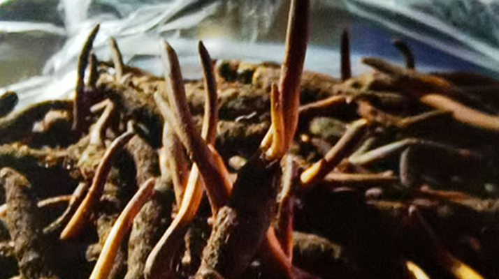 冬蟲(chóng)夏草干草與鮮草的差異探秘?
