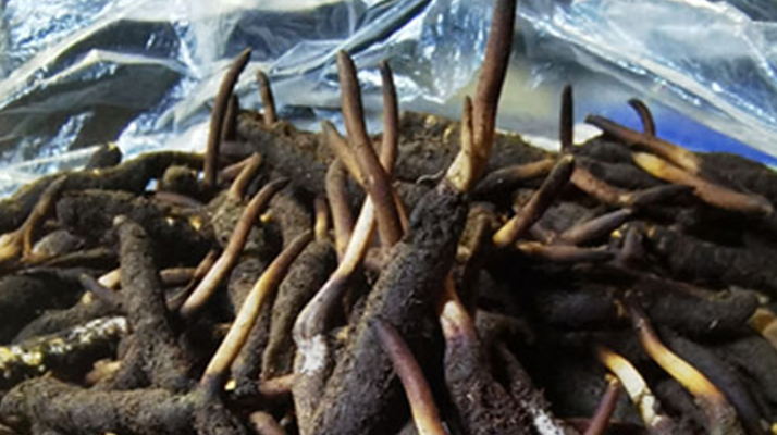 冬蟲夏草鮮草能不能泡酒？科學解析與實用指南