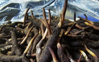 冬蟲夏草鮮草能不能泡酒？科學解析與實用指南