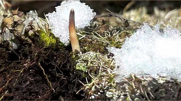 探秘雪域珍寶：最大的新鮮<a href=http://www.ucareus.com/ target=_blank class=infotextkey><a href=http://www.ucareus.com/s/nqcc/ target=_blank class=infotextkey>那曲冬蟲夏草</a></a>