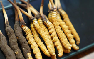 好冬蟲(chóng)夏草多少錢(qián)一斤？?jī)r(jià)格全解析