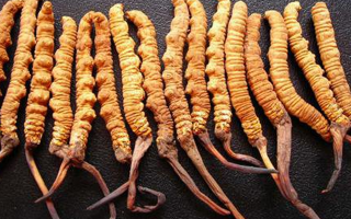 干冬蟲夏草多少錢一斤？一文解析其價(jià)格密碼